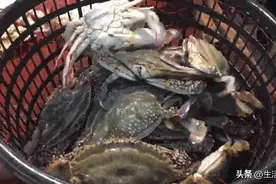 辽宁开海啦！这种海鲜品质挺高→图片