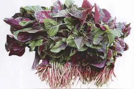 苋菜的生长形态与食用部位图片