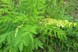 现代农业研究：旱地苦参种植技术图片