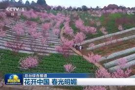 美出圈！泸州丹林樱花谷登上央视《新闻联播》图片