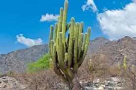 世界上最高最大的仙人掌图片