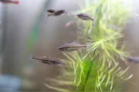 阳台的死水“长出”鱼苗，鱼是从哪里来的？老农解释说有水就有鱼图片