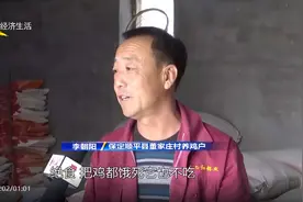 蛋鸡“闹脾气”绝食加绝产 养鸡户怀疑是它惹的祸图片