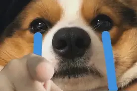 狗狗的4种交配方式，网友：没见过图片