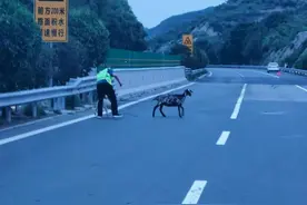 山西：高速公路上演 民警“擒羊记”图片