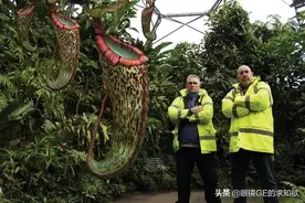 喜欢吃肉的植物 被称为世界上最恐怖的植物-巨型猪笼草图片