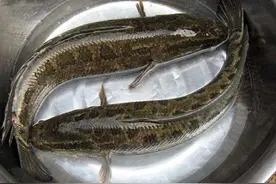 草根的时代15：一生鱼缘 传奇撒鱼经历（两条黑鱼换了一辆自行车）图片