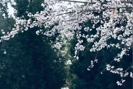 三月 约会美丽的永靖图片