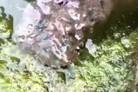 新物种？大连海中出现“怪物”，头、生殖器再生 是否与污染有关？图片