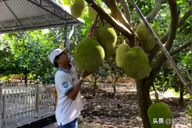 分享菠萝蜜种植知识，看完就知道好不好种了图片