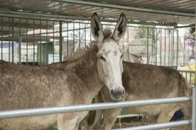 驴浑身都是宝，卖出一头净赚4000元以上，为啥养驴的人还这么少？图片