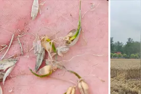 河南遭遇严重“烂场雨”，记者实地探访小麦抢收现场→图片