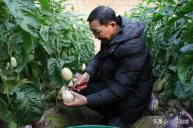 新春走基层 | 雷尚清的“致富经”图片