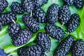 桑葚上市了，你知道桑葚的好处吗？这几类人最适合吃桑葚！图片