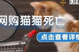 从网上买的猫，不到一周就死了，店家该不该赔偿？丨洛法案例图片