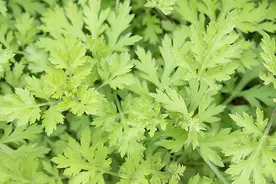 端午节插艾叶，这味药草能“辟邪”图片