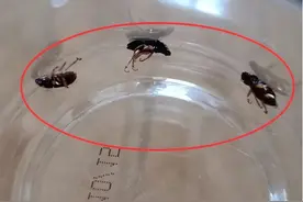 人为投放？京津冀居民家中出现“黑色大蟑螂”，有光就会成群靠近图片