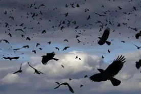 不祥征兆？睢宁鸟群在空中盘旋，是否太反常了？专家分析6大原因图片