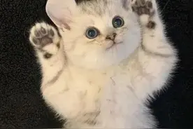 什么是“萌”？图片