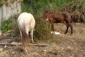 骡子为何不能生育图片