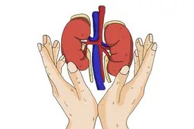 检查出尿蛋白“+”号，是得了肾病吗？多吃2物，帮你降低尿蛋白图片