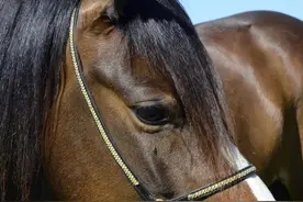 民间故事：小马驹报恩图片