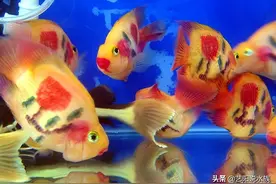 又到了炎热的夏天，夏季养鱼需要注意什么？图片