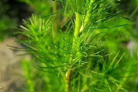 农村常见野草猪毛蒿，竟有延缓衰老和抗压奇效？研究给出肯定答案图片