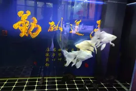 蝴蝶鲤很容易饲养，但小问题不断，为什么有些问题好像似曾相识？图片