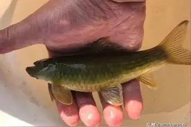 神秘“怪鱼”东方墨头鱼重新现身，曾被怀疑已经绝迹，网友：喜事图片