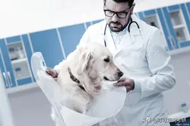 兽医专业和兽医学专业有什么区别呢？就业前景怎么样呢？图片