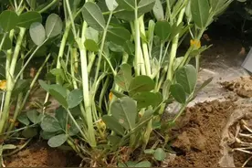 花生控旺有技巧，选对药，用对时间，后期下针多，花生产量高图片