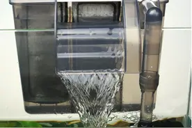 饲养孔雀鱼过滤系统的选择图片