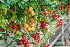 饼肥如何快速发酵？老农教你15天腐熟完成，不烧根且不臭图片