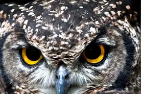 老话“家有四声，不是好兆头”，听着是迷信，却寄托着人们的期盼图片