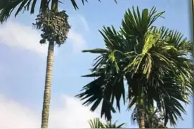 又谈内陆人眼中的海南及海南人图片