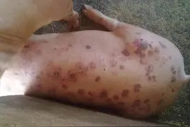猪丹毒是什么症状？猪丹毒怎么治疗？快速帮助养猪人识别并解决！图片