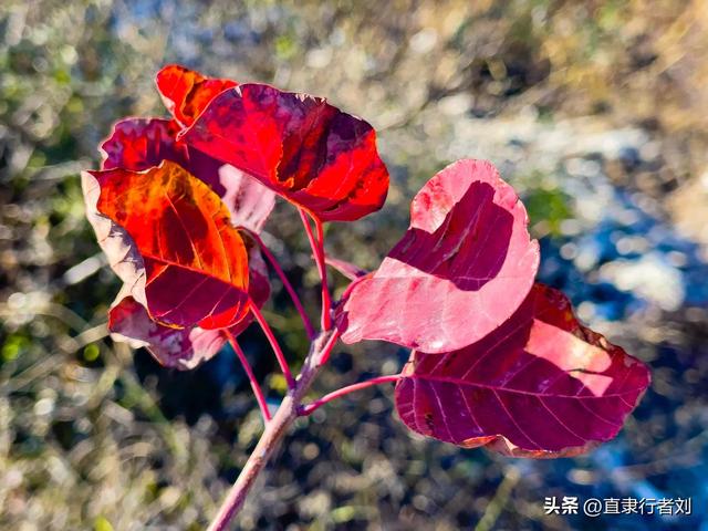 保定赏秋第一弹——徐水兜率寺红叶已至，顺便吃了第一次斋饭原创