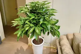 “客厅养树，子孙都富”，3种树随便选，高贵大气，吉祥好运到图片