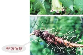 可以食用的田间野菜，羊乳 四叶沙参 马兰 菊花 水蒿图片