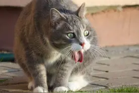 猫咪肚子为什么会“咕咕叫”？可能是生病了，主人不要忽视图片