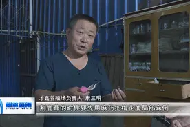 柳林：鹿茸迎来丰收季图片