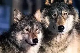 狼群中等级最低的“亥狼”没有交配权，它们如何繁衍后代？图片