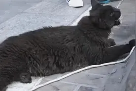 都让一让 超“凶猛”大猫来了图片