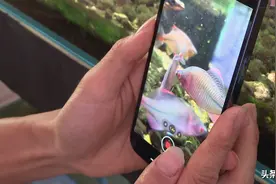 湖北荆州丨鳑鲏是什么？松滋小伙要靠它致富图片