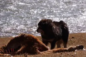 西藏出现大量羊尸，旁边却躺着几只藏獒，流浪藏獒到底有多可怕？图片