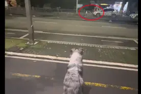 比熊因护食咬伤小孩，主人当街遗弃而去，它坐在原地哀嚎了半小时图片