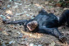 灵长类动物的性暴力：雌猩猩屡遭异性袭击，雄狒狒为何能妻妾成群图片