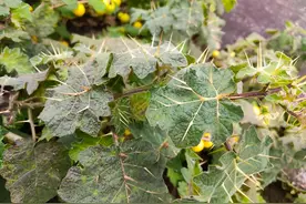 叶片长满刺，人称刺天茄，儿时不敢靠近它，如今价值堪比西瓜图片