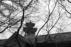 “屋后有棵树，家里很难富”，屋后不能有啥树？看看你家有吗？图片